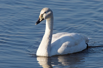 A young Whooper Swan, Welney Wetland Centre, Norfolk, England, UK.