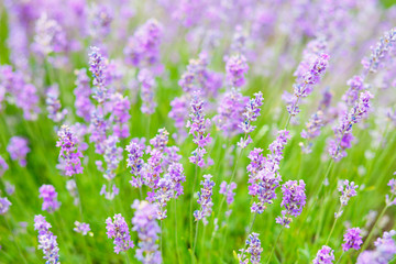 Summer background of lavender flowers. Close up, selective focus.
