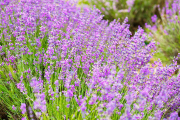 Summer background of lavender flowers. Close up, selective focus.