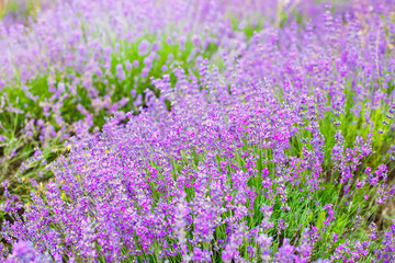 Summer background of lavender flowers. Selective focus.