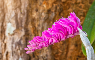 Dendrobium secundum, beautiful wild  orchid in summer season.