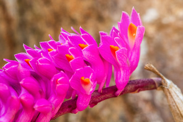 Dendrobium secundum, beautiful wild  orchid in summer season.