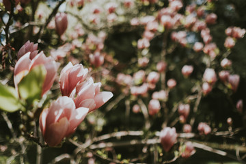 magnolia tree in blossom