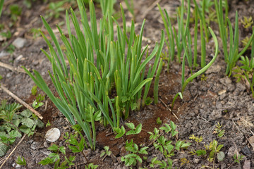 green onions in the garden