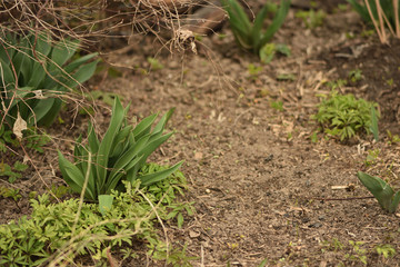 Young tulips in the spring garden 