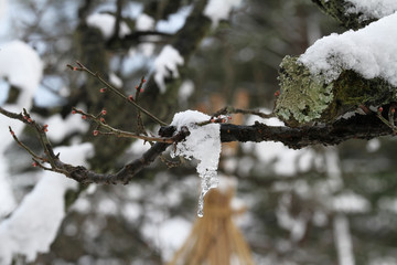 ice on a branch