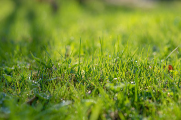 Fototapeta premium green grass. the grass stirs from the wind. blurred background