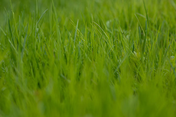 green grass. the grass stirs from the wind. blurred background