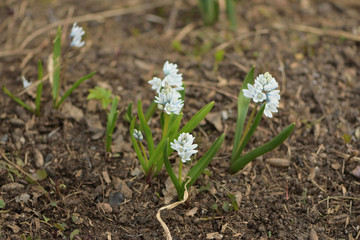 Muscari mouse hyacinth in the garden 