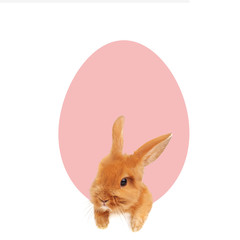 Fototapeta premium Easter bunny peeking out from the bottom edge of the postcard.