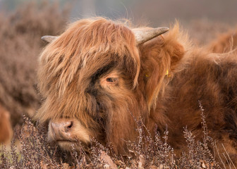 Young Highland cow is lying in the heath