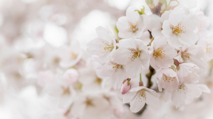 Obraz premium Pink Blossom on a branch close up with blurred background