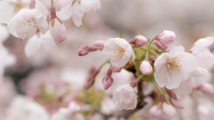 Pink Blossom on a branch close up with blurred background