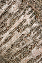 Tree bark diagonal texture