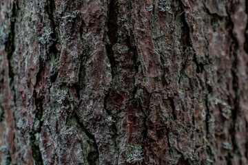 Tree bark texture