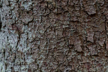 Tree bark texture
