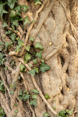 tree bark grown with ivy