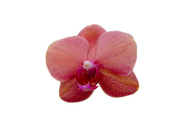 Fototapeta na wymiar Orchid flower with white background