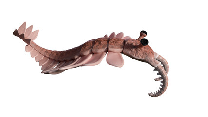Naklejka premium Anomalocaris, creature of the Cambrian explosion, isolated on white background (3d science illustration)