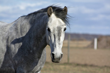 Portrait of a grey andalusian horse. Front view, eye contact.