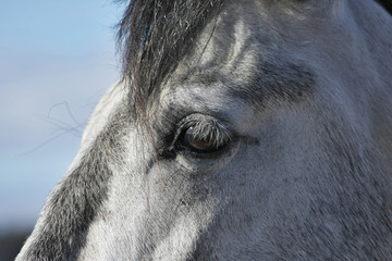 Portrait of grey andalusian horse. Close up of an eye.