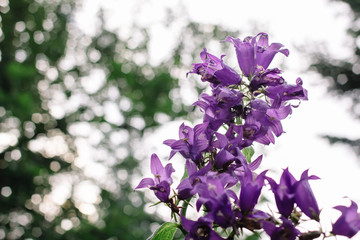 Inflorescence blue bells on a green background