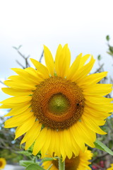 Fototapeta premium beautiful sunflower and bee