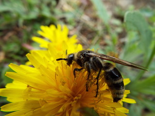 キンケハラナガツチバチ bee