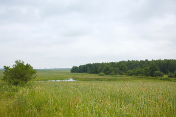 Rural summer landscape with the field