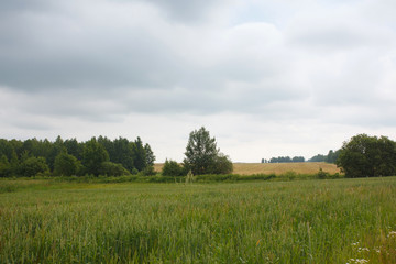 Rural summer landscape with the field