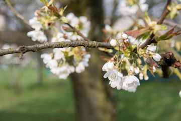 White cherries flowers on the tree.