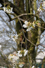 White cherries flowers on the tree.