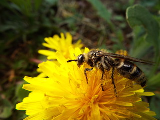 キンケハラナガツチバチ bee