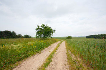 Rural summer landscape with the field and the road