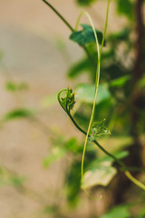 little green leaf 