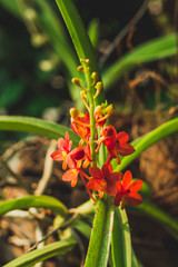 red flowers