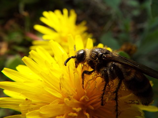 キンケハラナガツチバチ bee