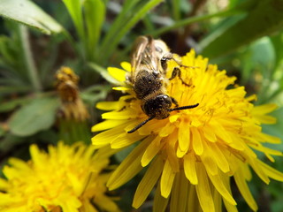 キンケハラナガツチバチ bee