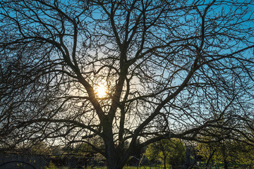 Sun comes out behind a tree