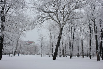Northern country of the native land. City of Kirov and its vicinities.