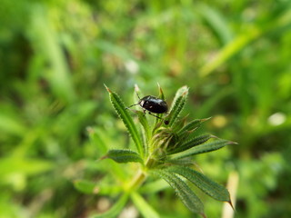 ミツボシツチカメムシ stink bug