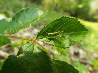 ヤブキリ 幼体 grasshopper