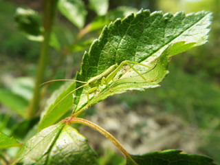 ヤブキリ 幼体 grasshopper