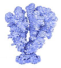 coral isolated on white background © Dmitry