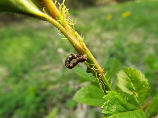 イモムシ larva