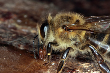 Biene beim Sammeln von Propolis