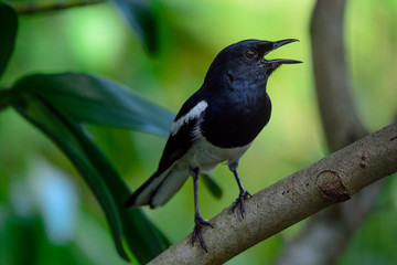 Fototapeta premium Oriental Magpie Robin bird