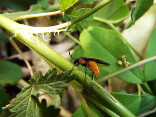 チュウレンジバチ sawfly