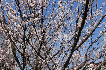 Blooming beautiful tree