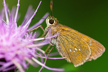セセリチョウとアザミ